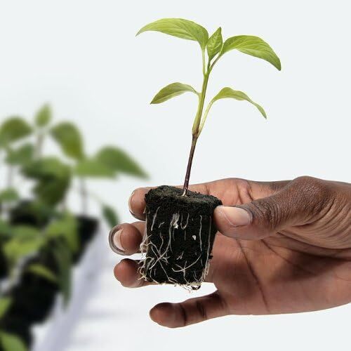 Root Riot Cubes For Cuttings and Starting Seeds 